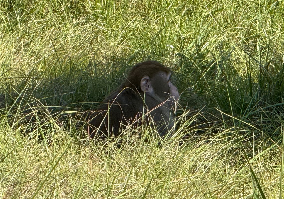 Escaped Mississippi Monkey Shot Dead by Homeowner Fearing for Children’s Safety